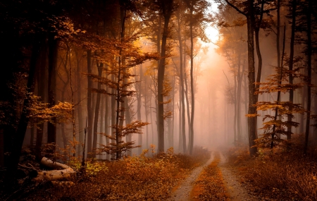 Misty autumn forest - autumn, fall, trees, forest, beautiful, path, mist, foliage