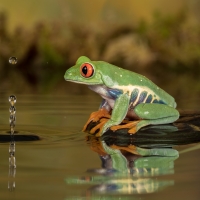 Frog