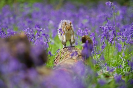 Squirrel - vevertia, lavender, summer, flower, animal, purple, green, cute, squirrel