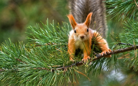 Squirrel - pine, red, animal, squirrel, cute, veverita, needles, green