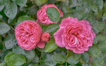 Roses - summer, green, rose, flower, pink