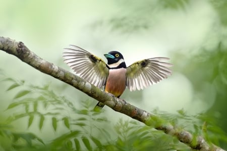 Bird - bird, green, wings, cute, pasare