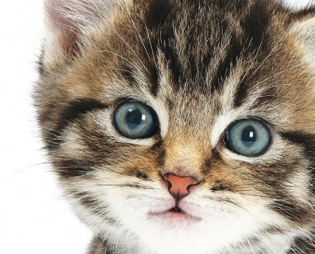 Kitten - face, cat, eyes, animal, pisica, cute, kitten