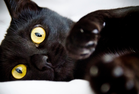 Black cat - halloween, paw, yellow, cat, eyes, pisica, black