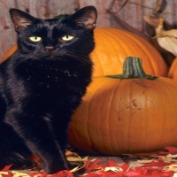 Cat with Pumpkins