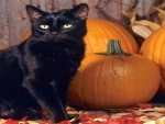 Cat with Pumpkins