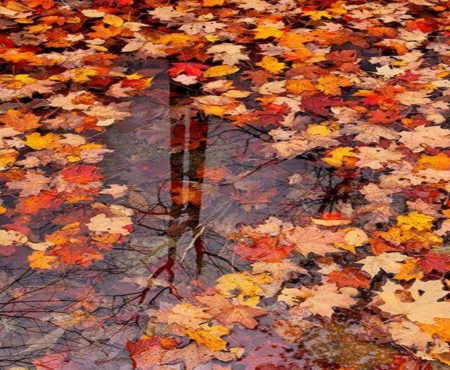 Autumn Reflection - Autumn, water, reflection, leaves