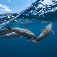 Dolphins