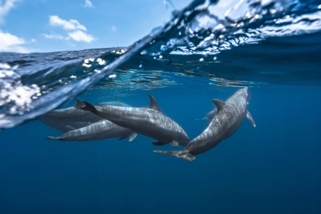 Dolphins - dolphins, sky, ocean, animals