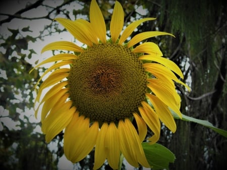 Sunflower Giant - Queensland, eggs freerange, yellow, amazing, giant sunflower, lovely, flower, bees, nature, Australia, Spring, bugs, garden, Sunflower, gardening, sun