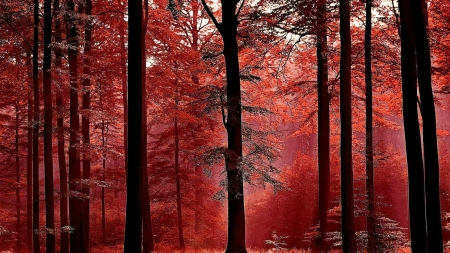 Early Morning Haze - falling, trees, haze, Nature, forest, leaves, rays, autumn, red