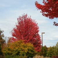 Autumn Beauty