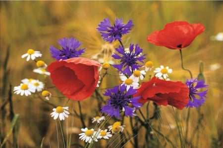 blumen - flowers, blumen, grass, petals