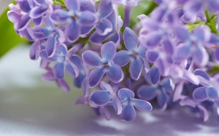 Lilacs - purple, spring, lilacs, flower, pink