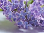 Lilacs