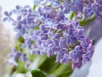 Lilacs