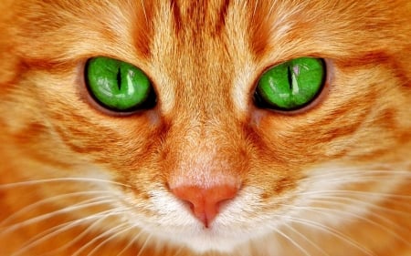 Kitten - skin, face, green eyes, cat, orange, pisica, kitten, ginger