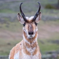 A male pronghorn on Blacktail Deer Plateau, Yellowstone National Park