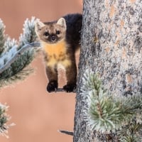 A marten in a tree, photographed on February 12, 2017