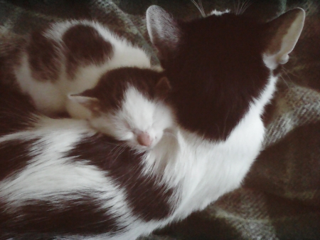 mother and son - kittens, cute, cats, lovely, animals