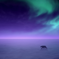 Polar Bear under the Northern Lights