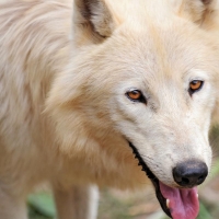 arctic wolf