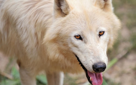 arctic wolf - canine, dog, arctic, wolf