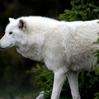 white wolf