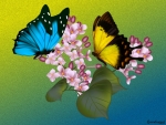 BUTTERFLIES ON LILACS