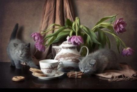 still life - animals, cats, photography, flowers, still life