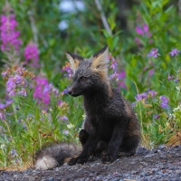 Fox cub