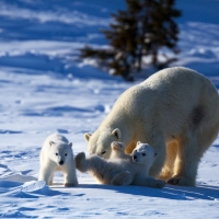 Polar bears