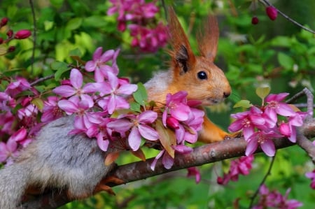 Squirrel - veverita, squirrel, apple flower, branch, spring, pink, blossom, green, animal, cute