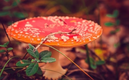 Mushroom - red, leaf, mushroom, nature, autumn, green