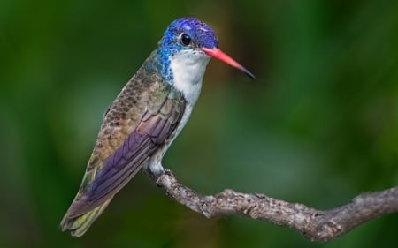 Hummingbird - colibri, pasare, bird, humming-bird, green