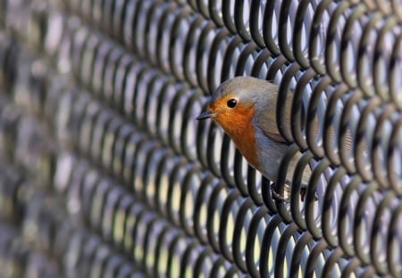 Robin - metallic, pasare, bird, fence, robin, orange