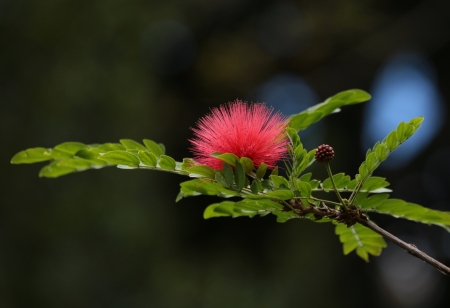 Acacia flower - branch, red, green, acacia, flower