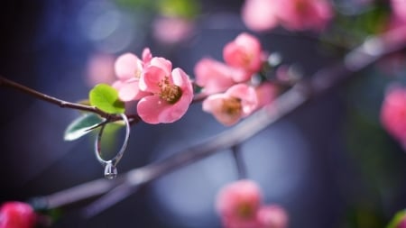 Beautiful flowers - trees, branch, Flowers, leaves