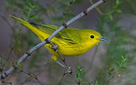 Bird - bird, psare, yellow, branch, green