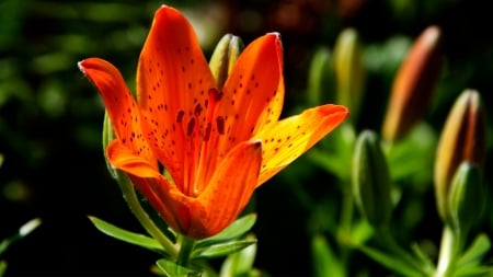 Tulips - nature, tulip, grass, flower