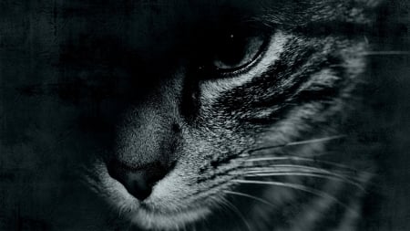 Cat - black, pisica, bw, eye, face, cat