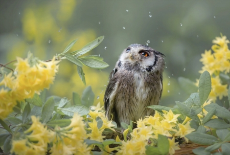 Owl in the rain