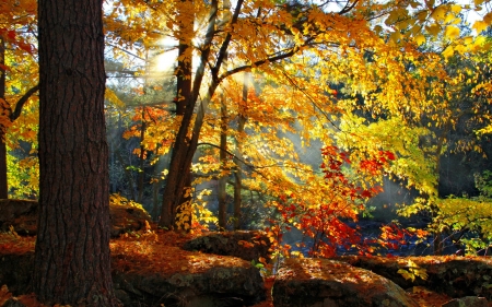 Beautiful autumn forest - branches, rays, sunshine, autumn, sunlight, trees, sun, foliage, fall, forest, beautiful, leaves