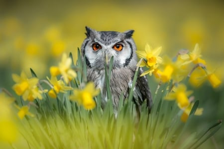 Owl - bird, yellow, bufnita, spring, daffodils, flower, owl, green, pasare