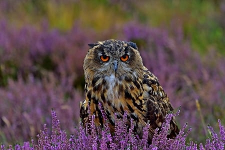 Owl - flower, purple, pink, bird, owl, pasare, field, lavender, bufnite