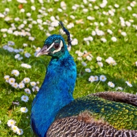 Peacock