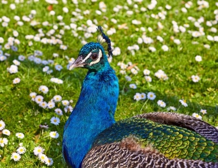 Peacock - bird, paun, peacock, blue, green, pasare