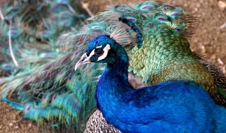 Peacock - feather, pasare, bird, paun, peacock, blue, green