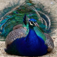 Peacock