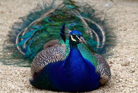 Peacock - feather, pasare, bird, paun, peacock, blue, green